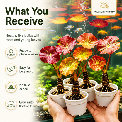 👍New Arrival👍 🐟Create a living garden in your tank with red lotus roots
