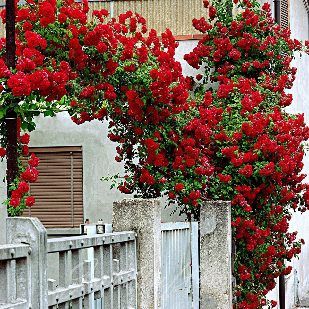 Last day 49% OFF🔥Climbing Vine Rose Flower Seeds