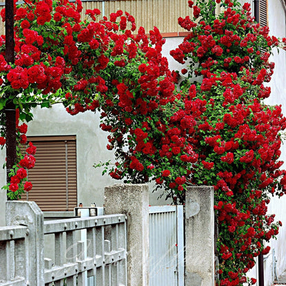 Last day 49% OFF🔥Climbing Vine Rose Flower Seeds
