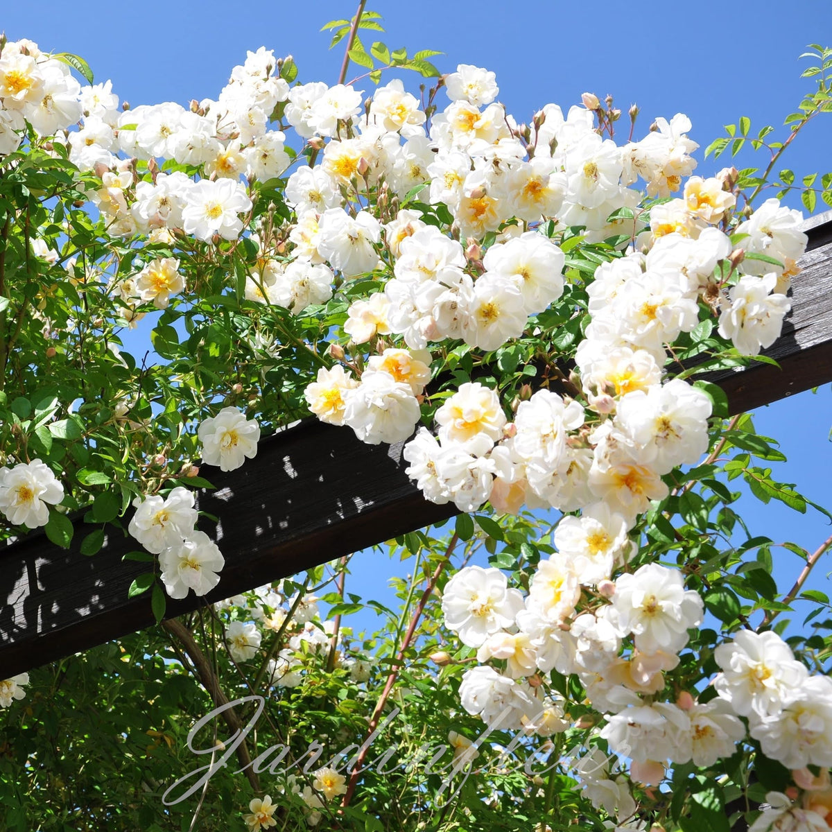 Last day 49% OFF🔥Climbing Vine Rose Flower Seeds