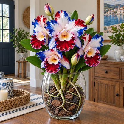 🌺Last Day 50% OFF🌸Rare Ruffled Cattleya Orchid Rooted Pseudobulbs – Giant Exotic Blooms🌸