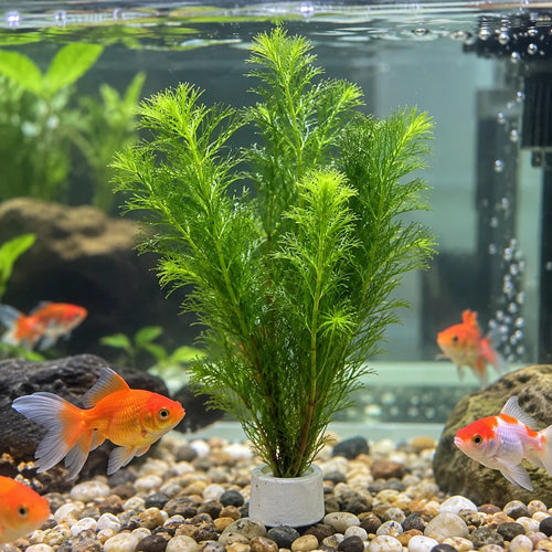 🌿 Emerald Feather Aquatic Grass ✨ Elegant Water Garden Decor