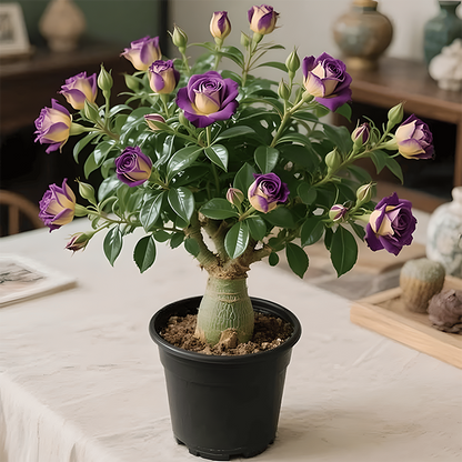 🌵 DESERT ROSE BULBS– EXOTIC BLOOMS, EFFORTLESS BEAUTY! 🌺✨