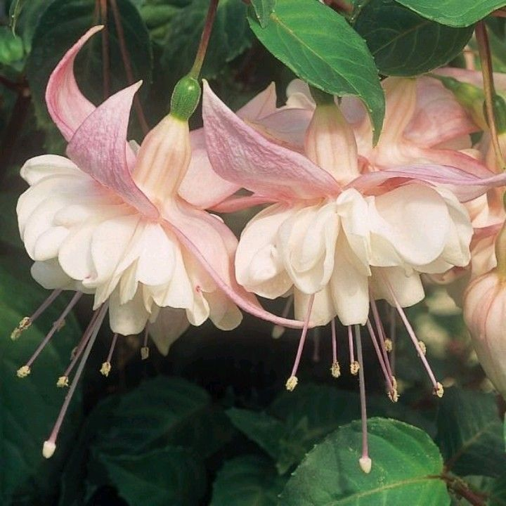 🧚🏼Fuchsia Flowers Seeds-Dancing Elf Bonsai