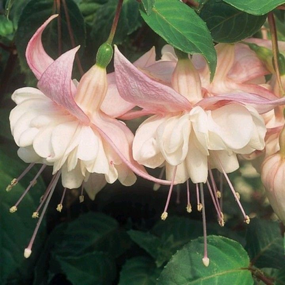 🧚🏼Fuchsia Flowers Seeds-Dancing Elf Bonsai