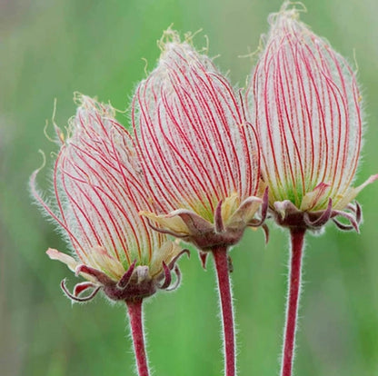 ˃̶͈🍧˂̶͈ Prairie Smoke Flower Seeds🌿Sweet Plants