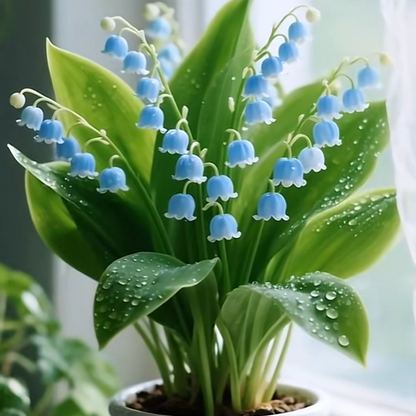 💐 Lily of the Valley – Bring Home Pure Happiness Today