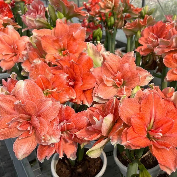 🌸Last Day 50% OFF🌺Double-Petaled Perfume Amaryllis Bulbs – The Queen of Flowers 🌺