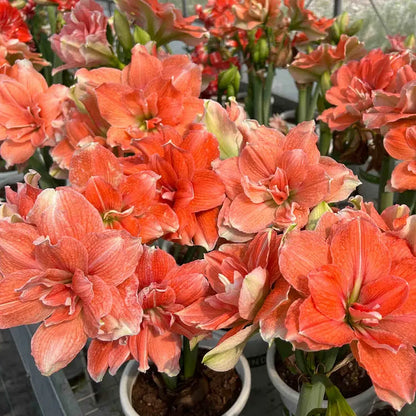 🌸Last Day 50% OFF🌺Double-Petaled Perfume Amaryllis Bulbs – The Queen of Flowers 🌺