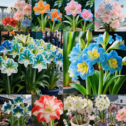 🌸Last Day 50% OFF🌺Double-Petaled Perfume Amaryllis Bulbs – The Queen of Flowers 🌺