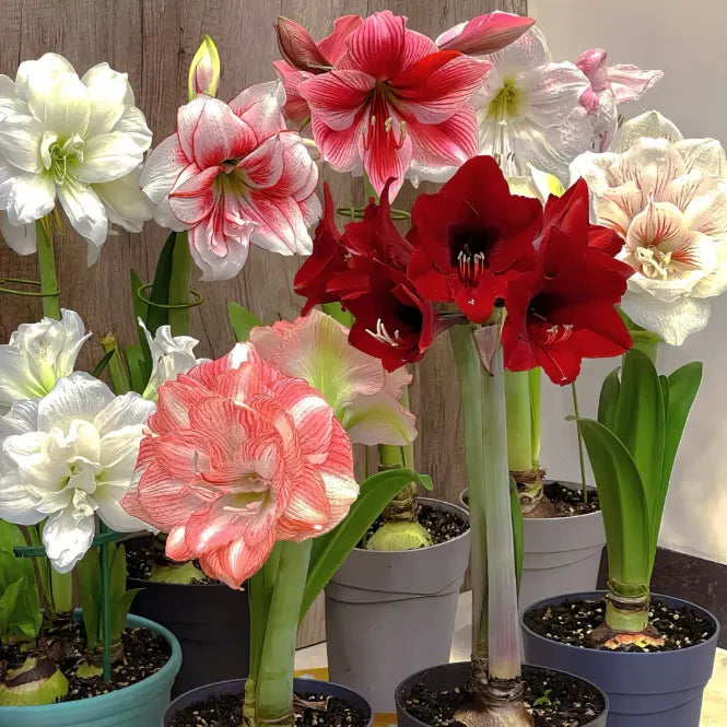 🌸Last Day 50% OFF🌺Double-Petaled Perfume Amaryllis Bulbs – The Queen of Flowers 🌺