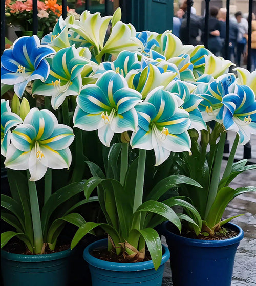 🌸Last Day 50% OFF🌺Double-Petaled Perfume Amaryllis Bulbs – The Queen of Flowers 🌺
