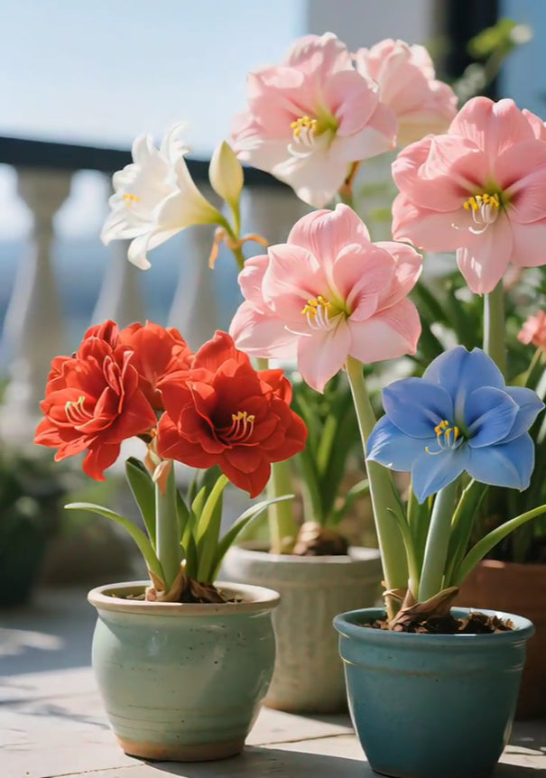 🌸Last Day 50% OFF🌺Double-Petaled Perfume Amaryllis Bulbs – The Queen of Flowers 🌺