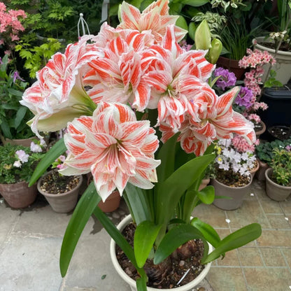 🌸Last Day 50% OFF🌺Double-Petaled Perfume Amaryllis Bulbs – The Queen of Flowers 🌺