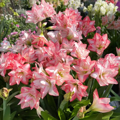 🌸Last Day 50% OFF🌺Double-Petaled Perfume Amaryllis Bulbs – The Queen of Flowers 🌺