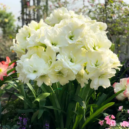 🌸Last Day 50% OFF🌺Double-Petaled Perfume Amaryllis Bulbs – The Queen of Flowers 🌺
