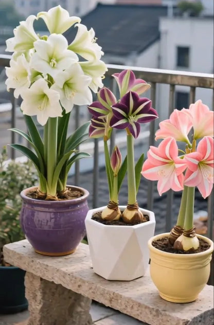 🌸Last Day 50% OFF🌺Double-Petaled Perfume Amaryllis Bulbs – The Queen of Flowers 🌺