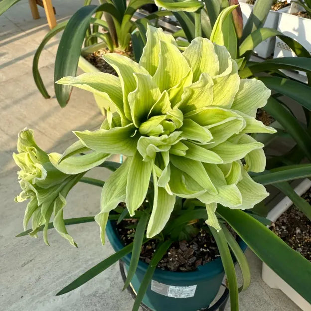 🌸Last Day 50% OFF🌺Double-Petaled Perfume Amaryllis Bulbs – The Queen of Flowers 🌺