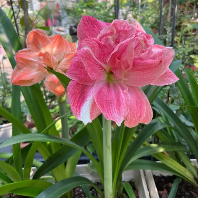 🌸Last Day 50% OFF🌺Double-Petaled Perfume Amaryllis Bulbs – The Queen of Flowers 🌺