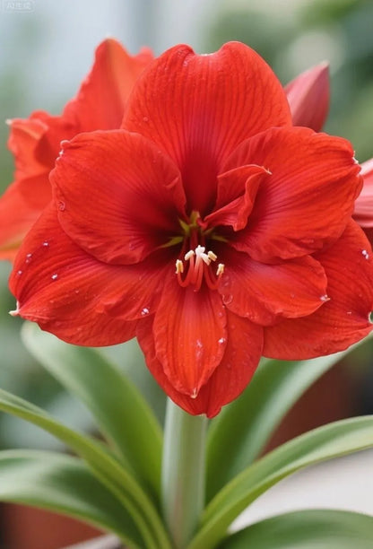 🌸Last Day 50% OFF🌺Double-Petaled Perfume Amaryllis Bulbs – The Queen of Flowers 🌺