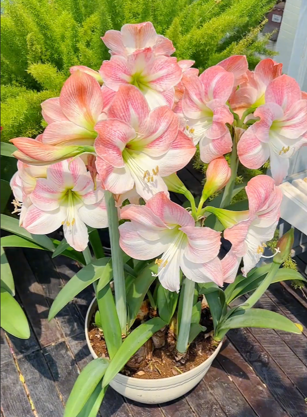 🌸Last Day 50% OFF🌺Double-Petaled Perfume Amaryllis Bulbs – The Queen of Flowers 🌺