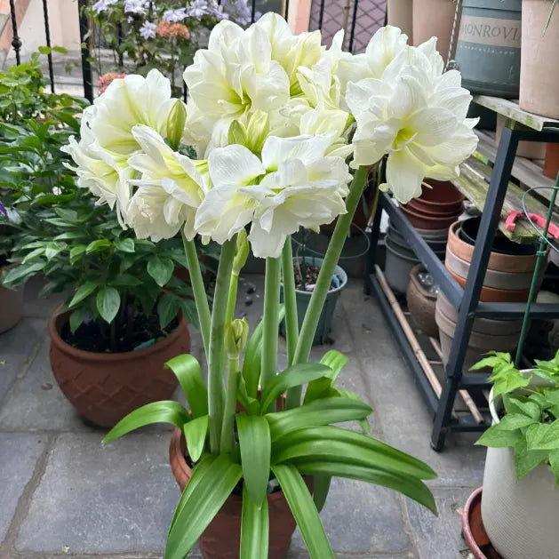 🌸Last Day 50% OFF🌺Double-Petaled Perfume Amaryllis Bulbs – The Queen of Flowers 🌺