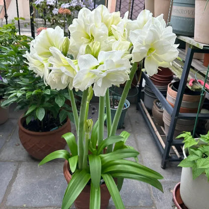 🌸Last Day 50% OFF🌺Double-Petaled Perfume Amaryllis Bulbs – The Queen of Flowers 🌺