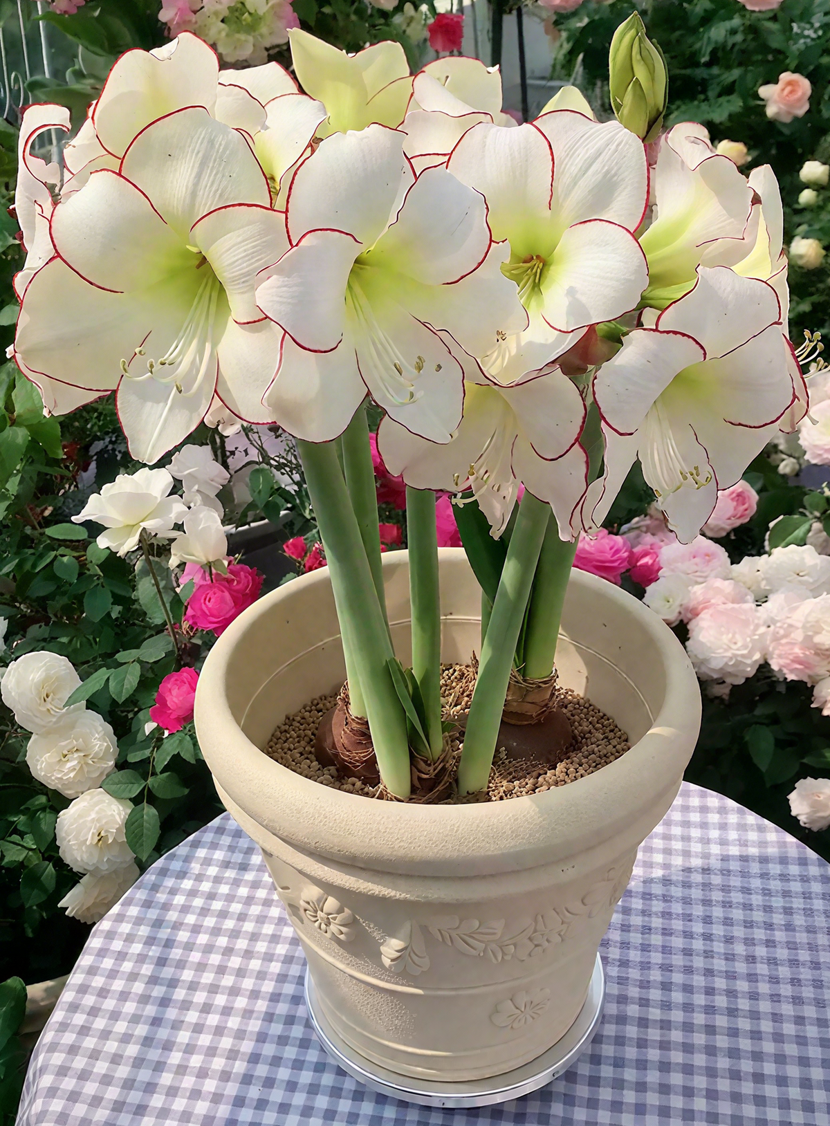 🌸Last Day 50% OFF🌺Double-Petaled Perfume Amaryllis Bulbs – The Queen of Flowers 🌺
