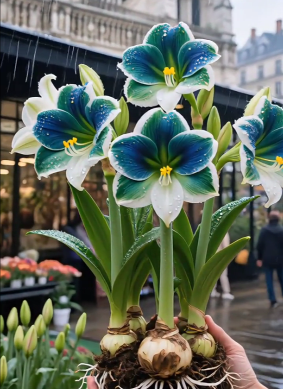🌸Last Day 50% OFF🌺Double-Petaled Perfume Amaryllis Bulbs – The Queen of Flowers 🌺