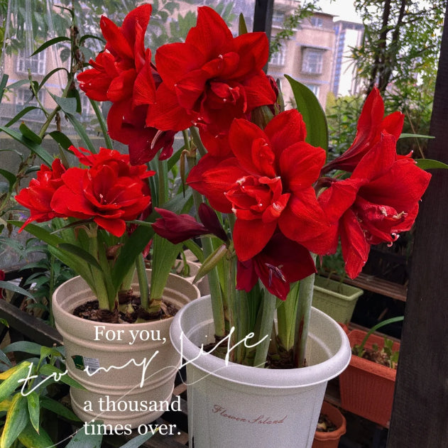 🌸Last Day 50% OFF🌺Double-Petaled Perfume Amaryllis Bulbs – The Queen of Flowers 🌺