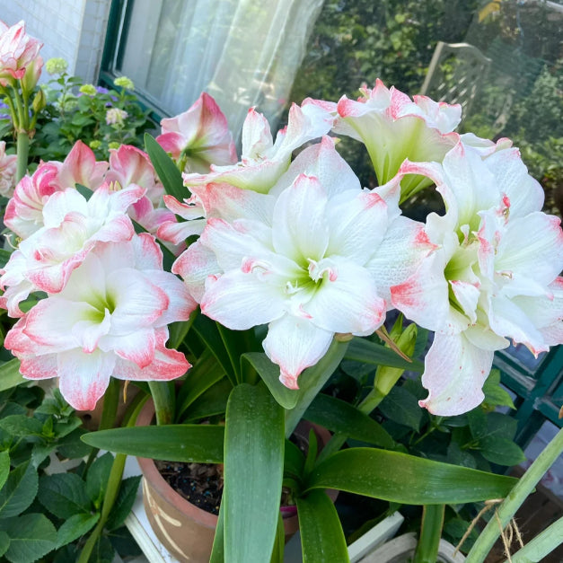 🌸Last Day 50% OFF🌺Double-Petaled Perfume Amaryllis Bulbs – The Queen of Flowers 🌺