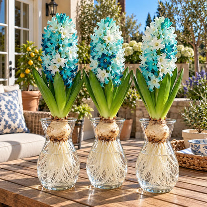 🪻Hydroponic Hyacinth Bulbs – Fragrant Blooms for Water or Soil