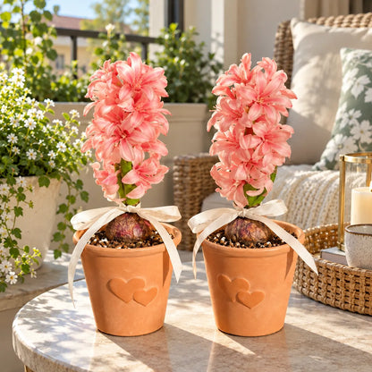 🪻Hydroponic Hyacinth Bulbs – Fragrant Blooms for Water or Soil