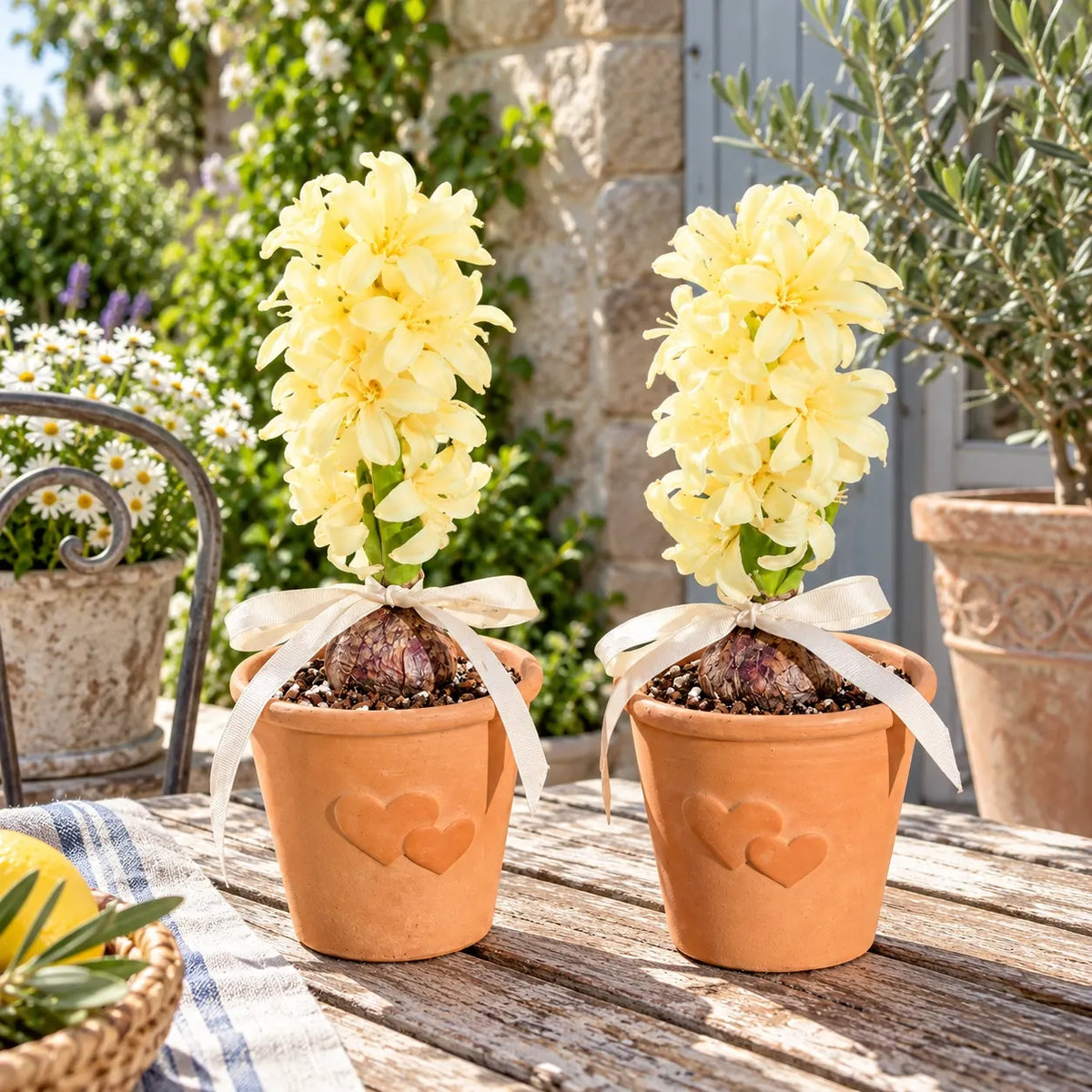 🪻Hydroponic Hyacinth Bulbs – Fragrant Blooms for Water or Soil
