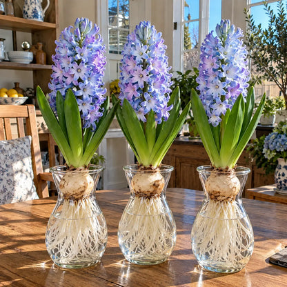 🪻Hydroponic Hyacinth Bulbs – Fragrant Blooms for Water or Soil