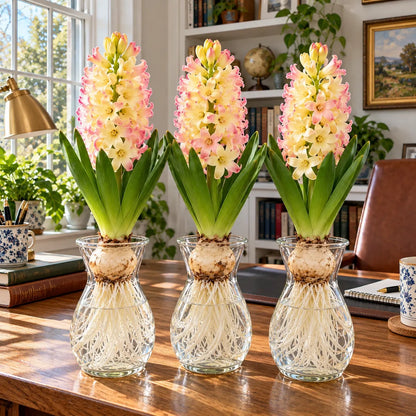 🪻Hydroponic Hyacinth Bulbs – Fragrant Blooms for Water or Soil