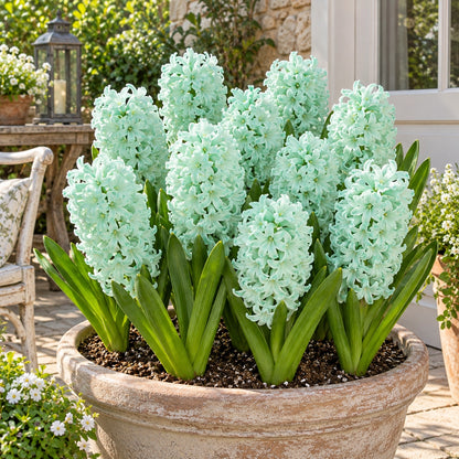 🪻Hydroponic Hyacinth Bulbs – Fragrant Blooms for Water or Soil