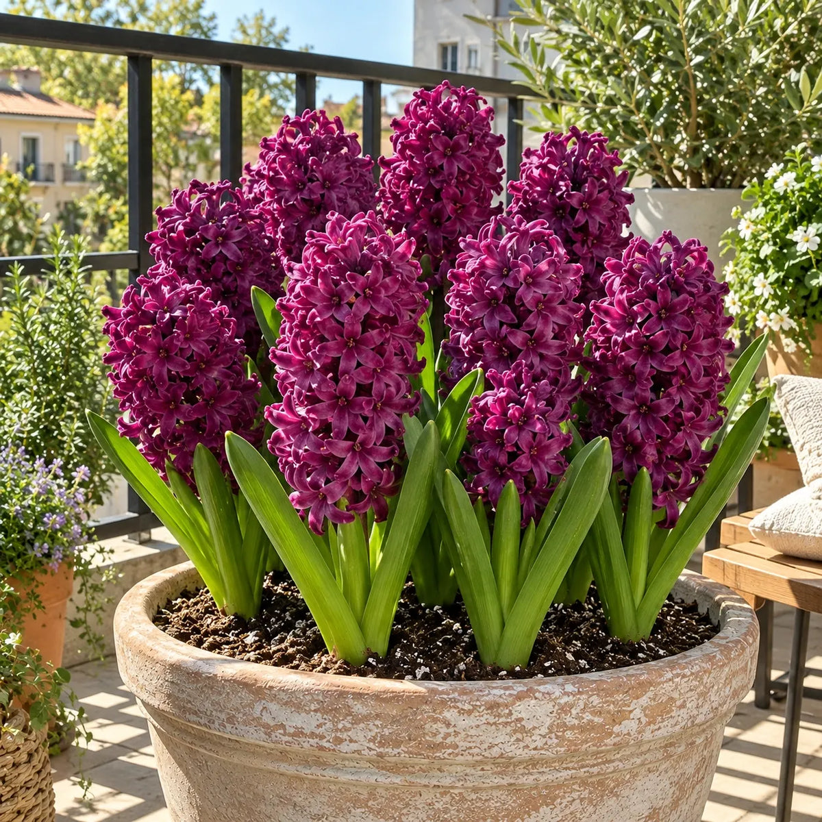 🪻Hydroponic Hyacinth Bulbs – Fragrant Blooms for Water or Soil