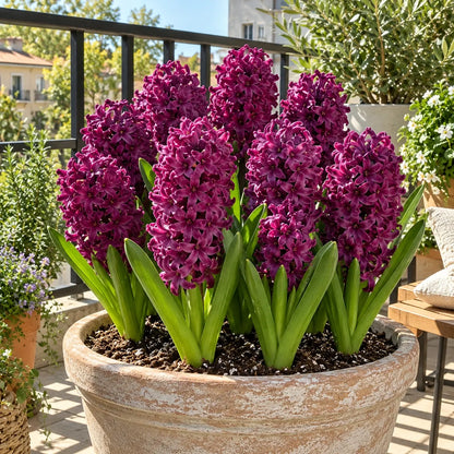 🪻Hydroponic Hyacinth Bulbs – Fragrant Blooms for Water or Soil