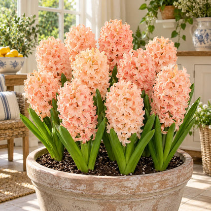 🪻Hydroponic Hyacinth Bulbs – Fragrant Blooms for Water or Soil