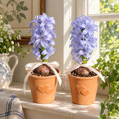 🪻Hydroponic Hyacinth Bulbs – Fragrant Blooms for Water or Soil