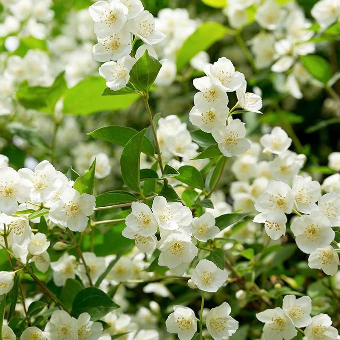 🏆 50K+ SOLD! 🌿❄️ FrostCharm Jasmine Seeds – Winter Planting, Perennial Blooms & Fragrant Garden Elegance 🌸