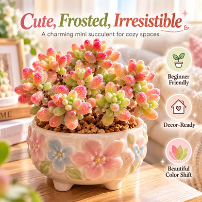 💎💮 Rice Crystal Succulent – Sparkling Frosted Leaves & Pink Blush