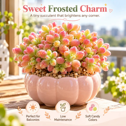 💎💮 Rice Crystal Succulent – Sparkling Frosted Leaves & Pink Blush