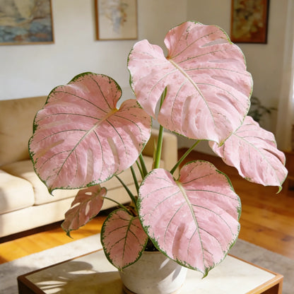 🌿 Monstera Bulbs – Tropical Statement Foliage for Indoor Spaces