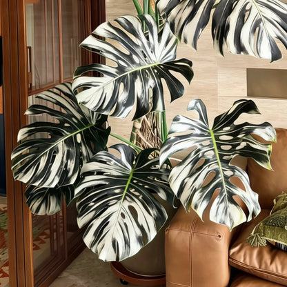 🌿 Monstera Bulbs – Tropical Statement Foliage for Indoor Spaces