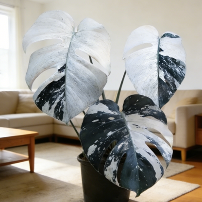 🌿 Monstera Bulbs – Tropical Statement Foliage for Indoor Spaces