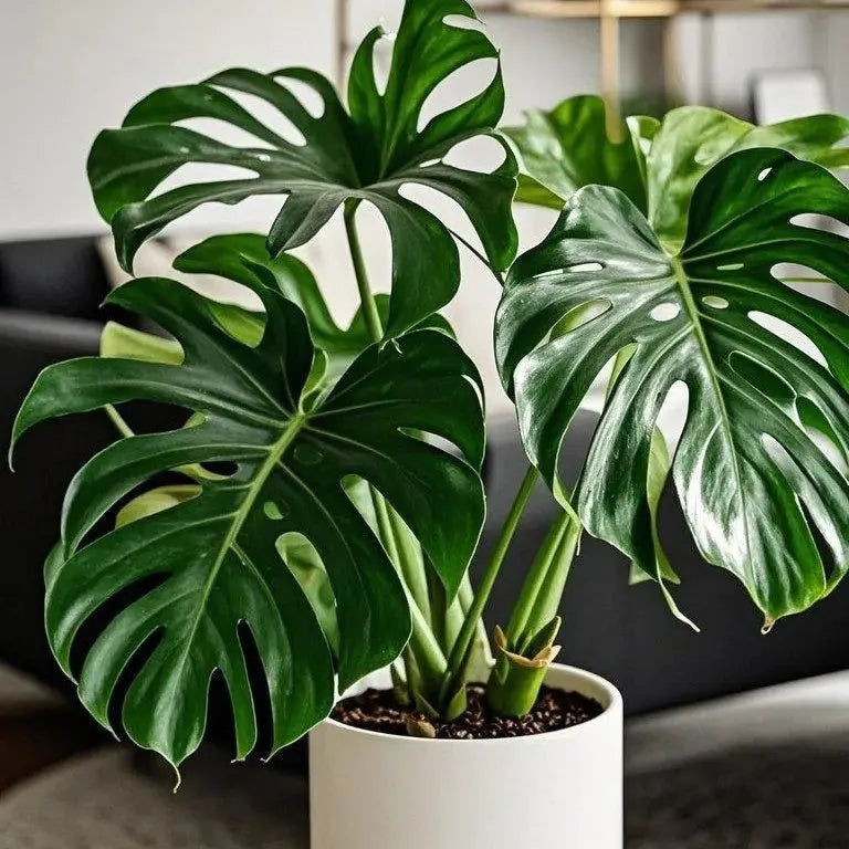 🌿 Monstera Bulbs – Tropical Statement Foliage for Indoor Spaces