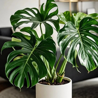 🌿 Monstera Bulbs – Tropical Statement Foliage for Indoor Spaces
