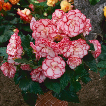 🌸🌸Colorful Weeping Crabapple Seeds | Elegant Cascading Garden Blooms